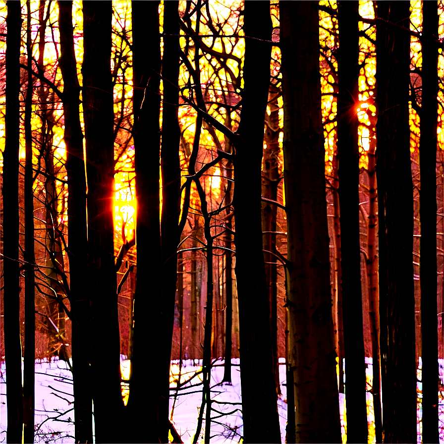 Golden Hour Woods Png Mfi