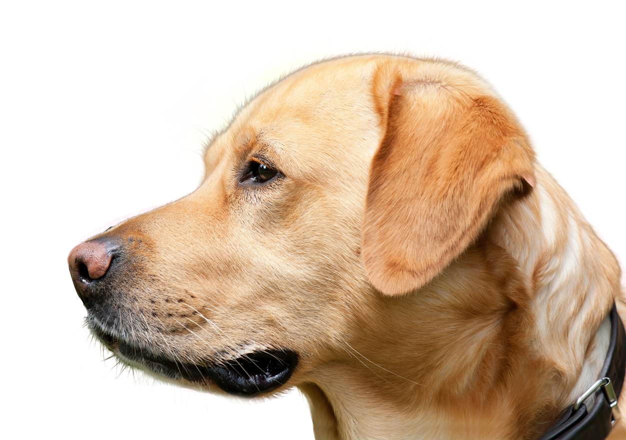 Golden Labrador Profile Portrait