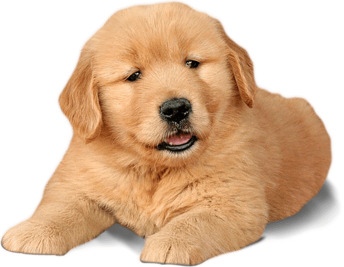 Golden Labrador Puppy Portrait