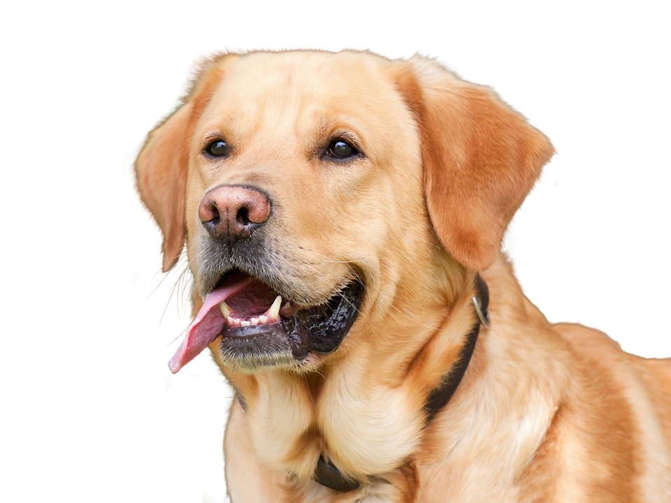 Golden Labrador Retriever Portrait