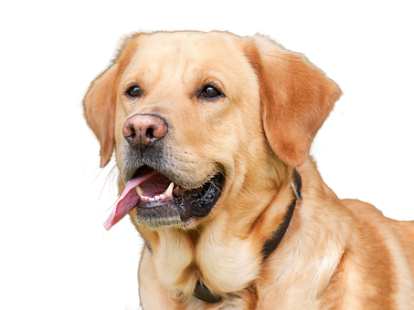 Golden Labrador Retriever Portrait