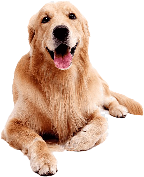 Golden Labrador Retriever Sitting Happily