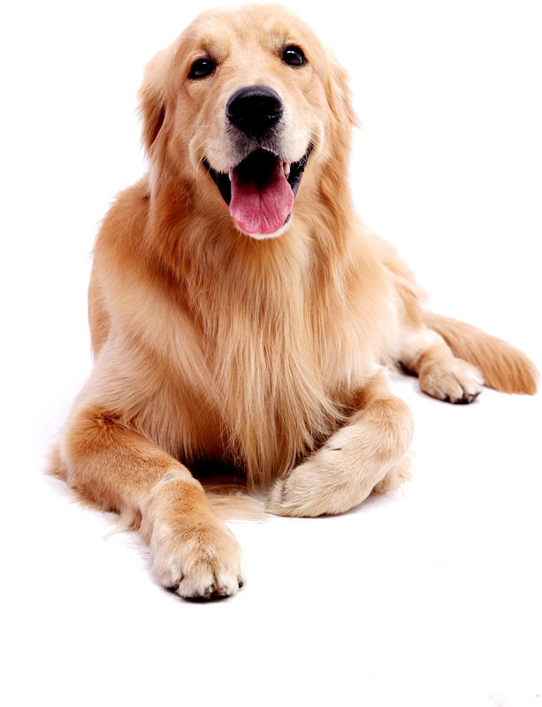 Golden Labrador Retriever Smiling