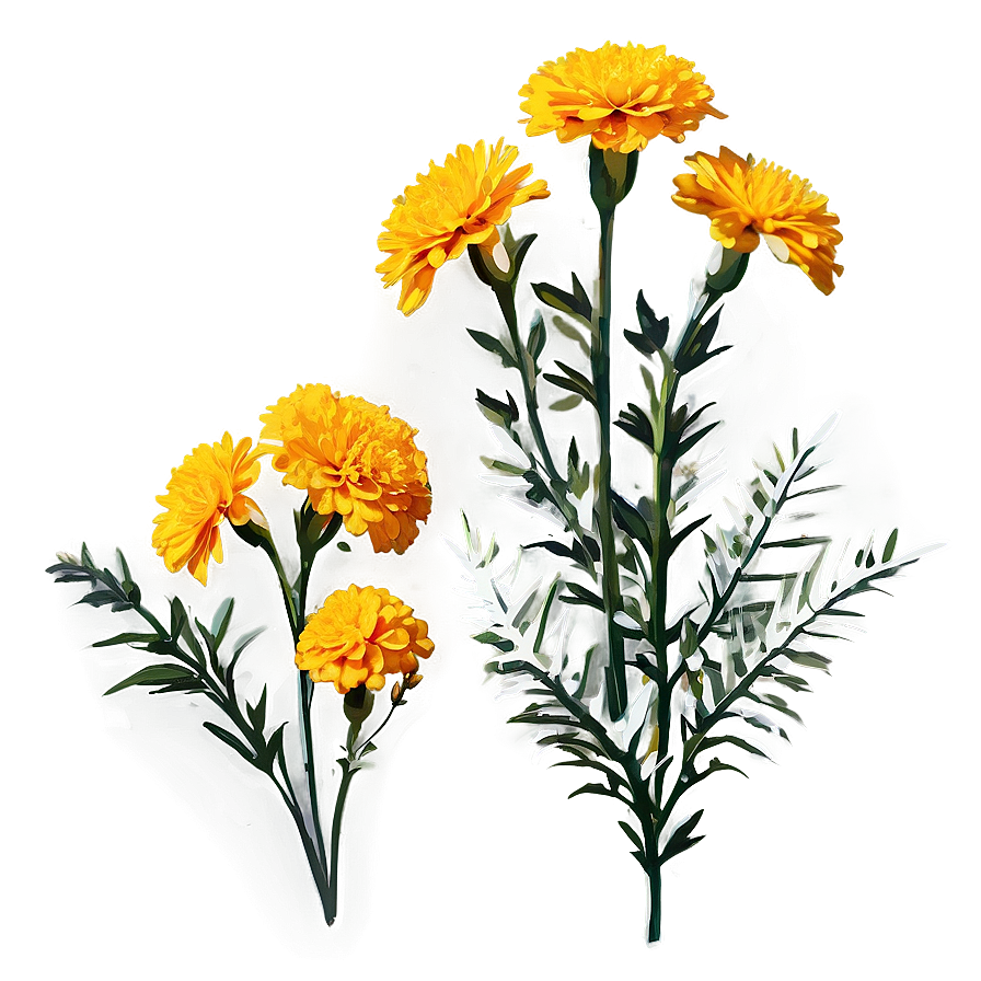 Golden Marigold Png 06112024