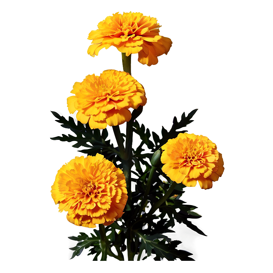 Golden Marigold Png Nuu