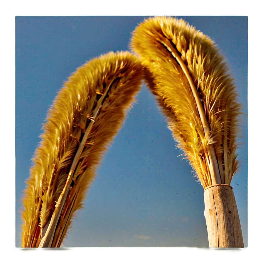 Golden Pampas Sunset Png 87