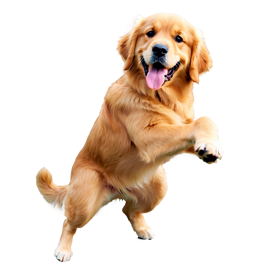 Golden Retriever Png 04292024