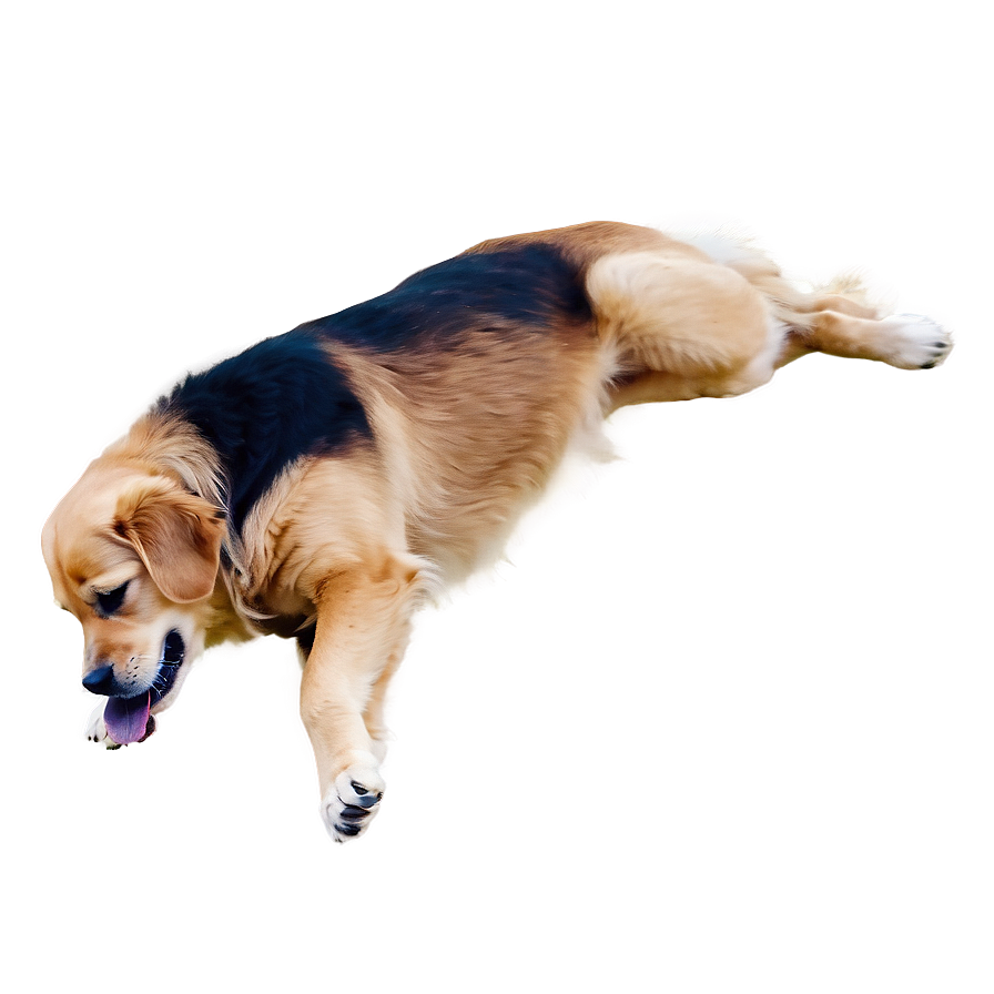 Golden Retriever Png 8