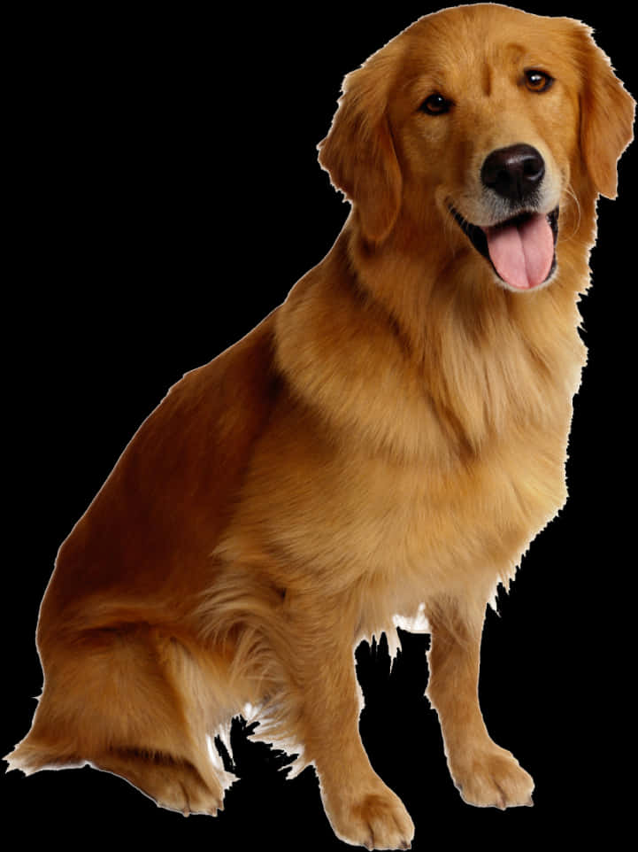 Golden Retriever Portrait Black Background