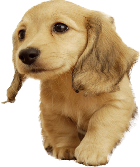 Golden Retriever Puppy Cute Pose