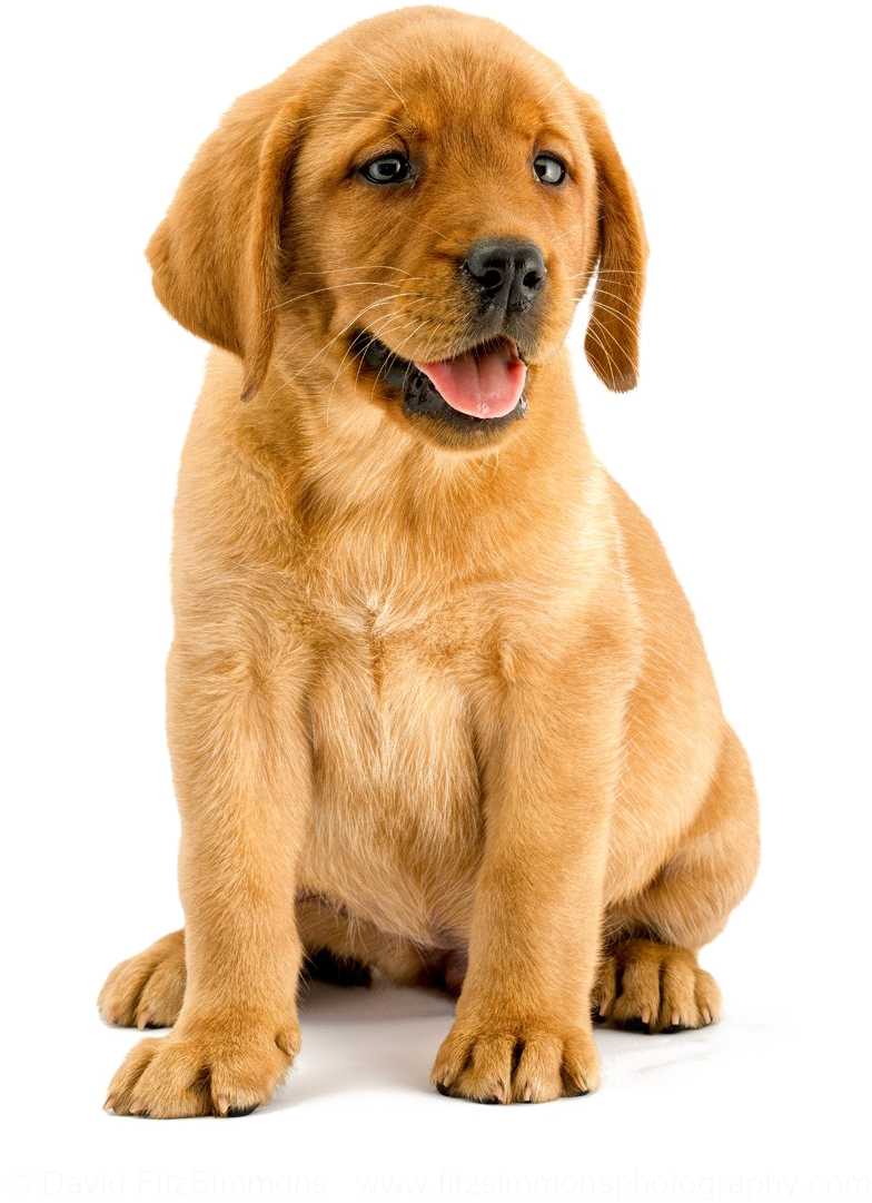 Golden Retriever Puppy Portrait