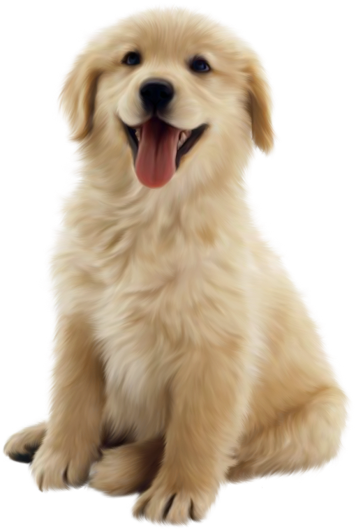 Golden Retriever Puppy Smiling