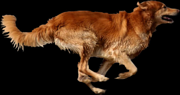 Golden_ Retriever_ Running_ Isolated_ Background.jpg