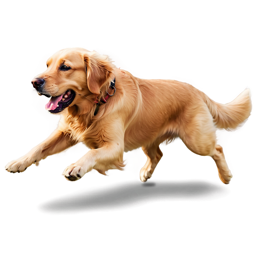 Golden Retriever Running Png 06132024