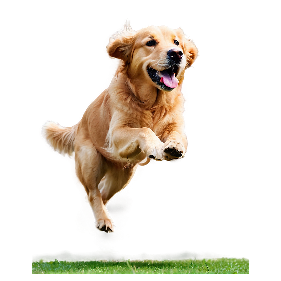 Golden Retriever Running Png Oee