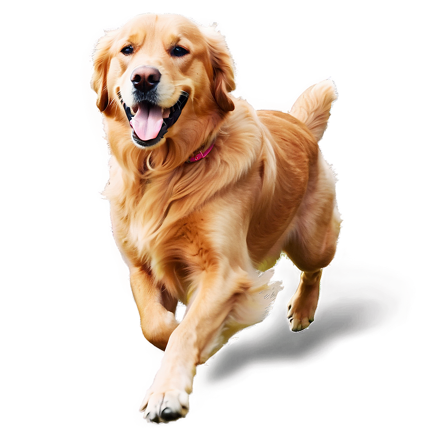 Golden Retriever Running Png Yan6