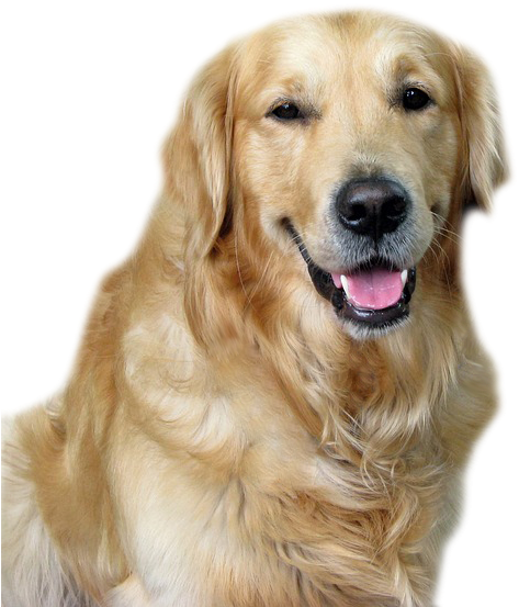 Golden Retriever Smiling Portrait