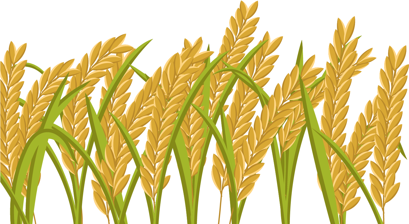 Golden Rice Stalks Illustration