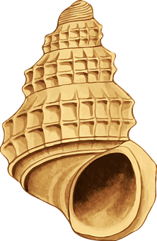 Golden Seashell Illustration