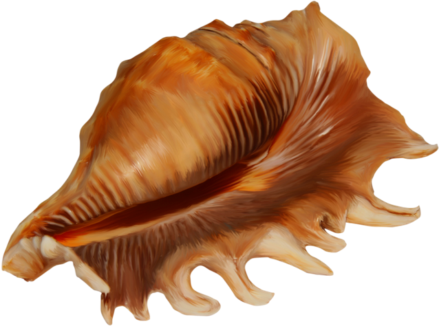 Golden_ Spiral_ Conch_ Shell.png