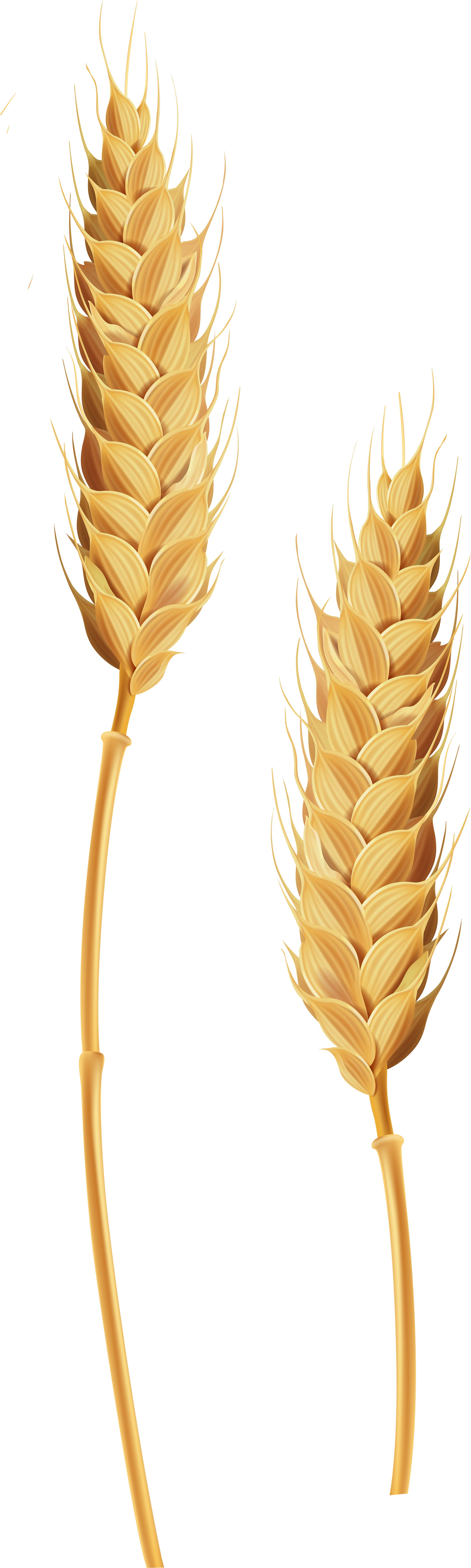 Golden Wheat Ears Illustration