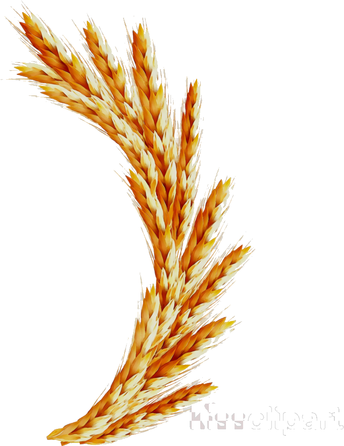 Golden Wheat Sheaves Vector