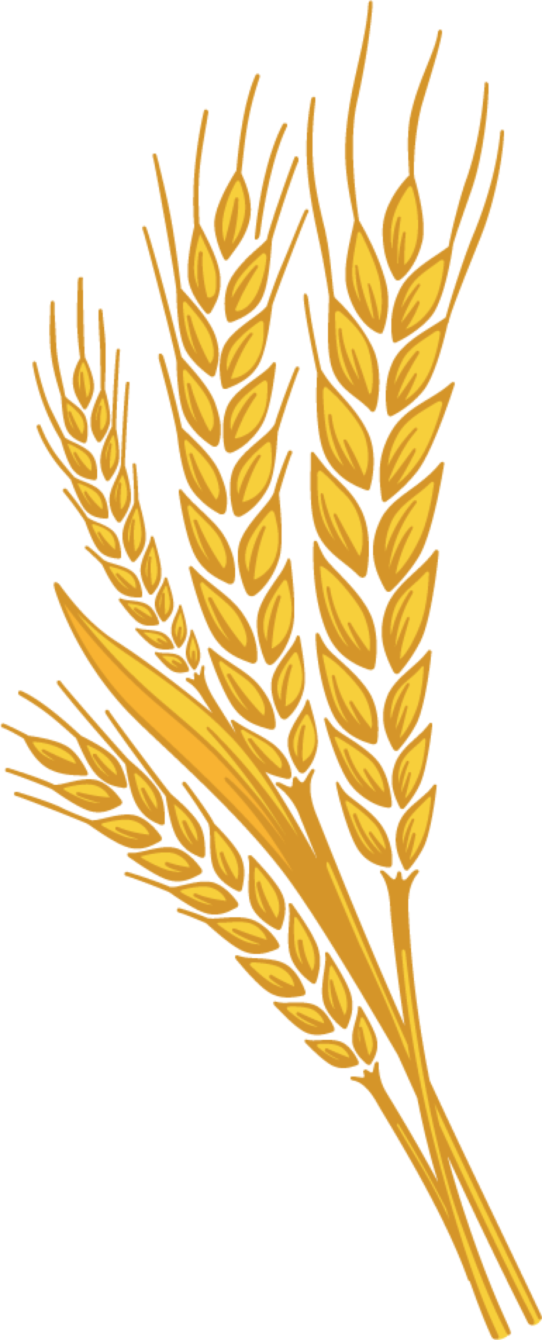 Golden Wheat Stalks Illustration