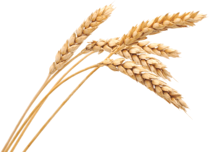 Golden Wheat Stalks