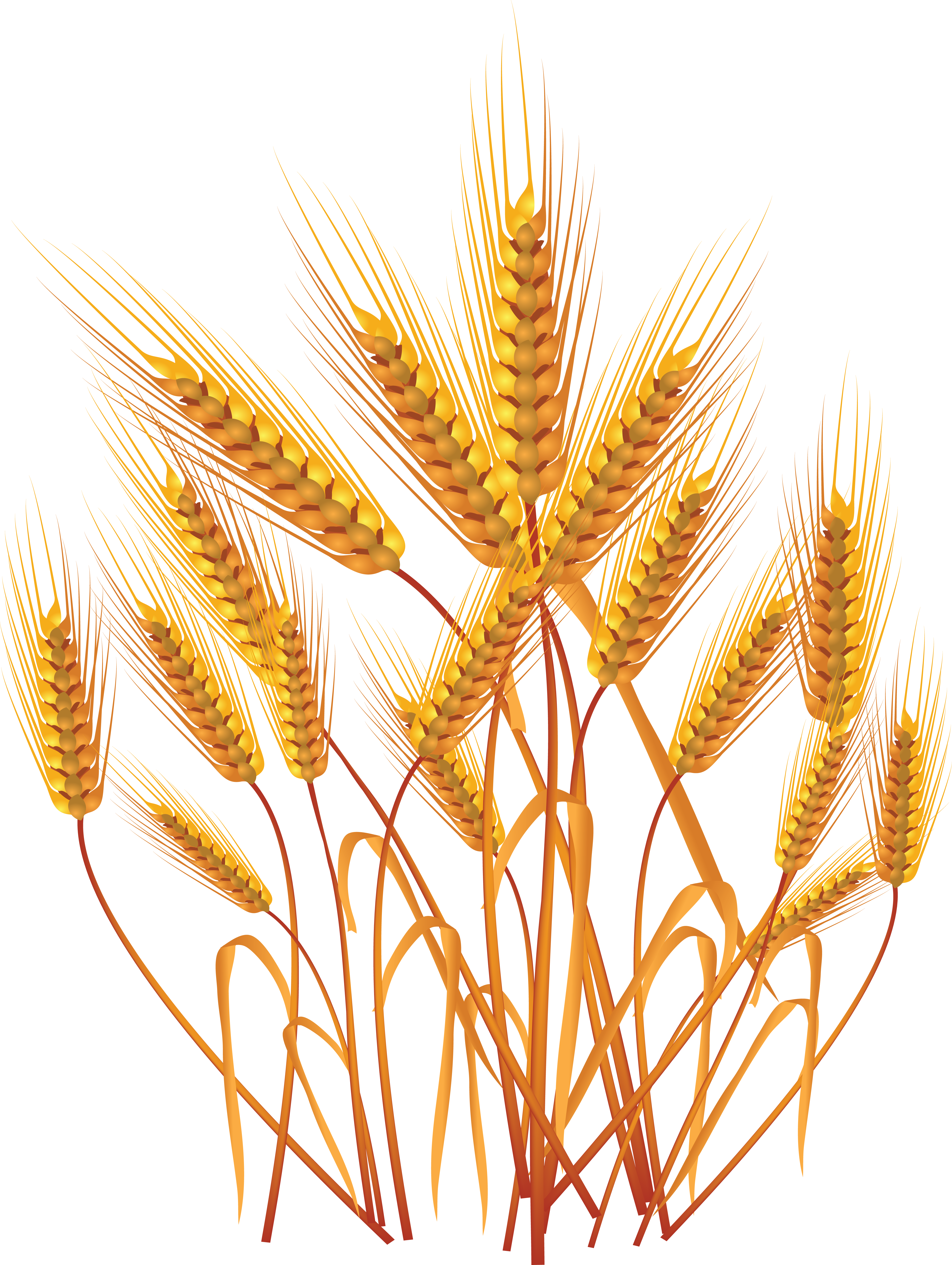 Golden Wheat Vector Illustration