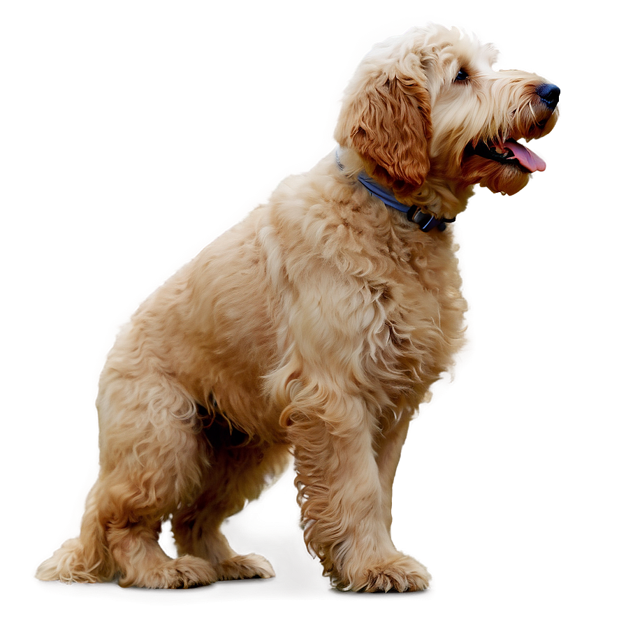 Goldendoodle In Action Png 71