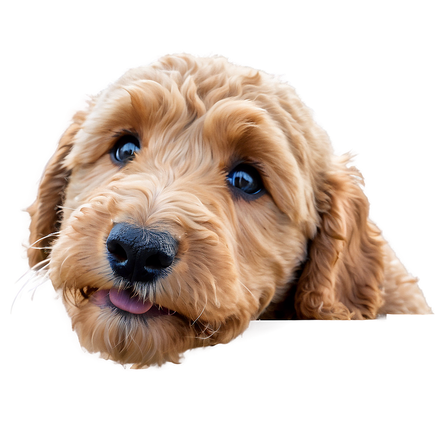 Goldendoodle Licking Png Sfc