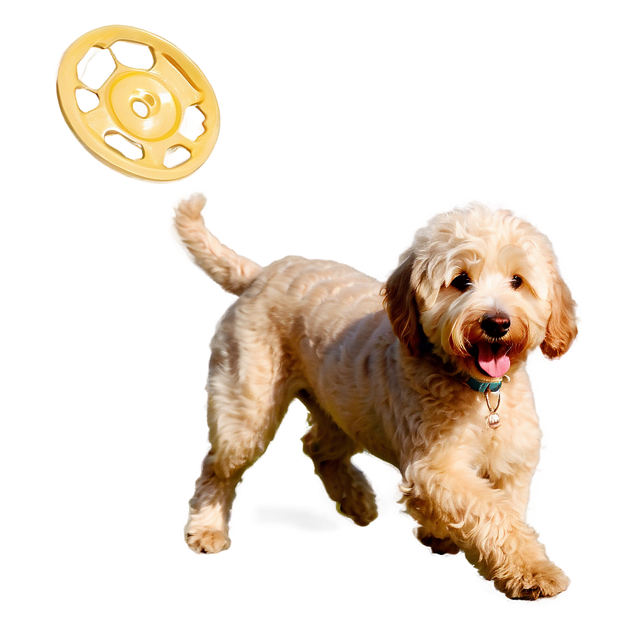 Goldendoodle With Frisbee Png 06262024