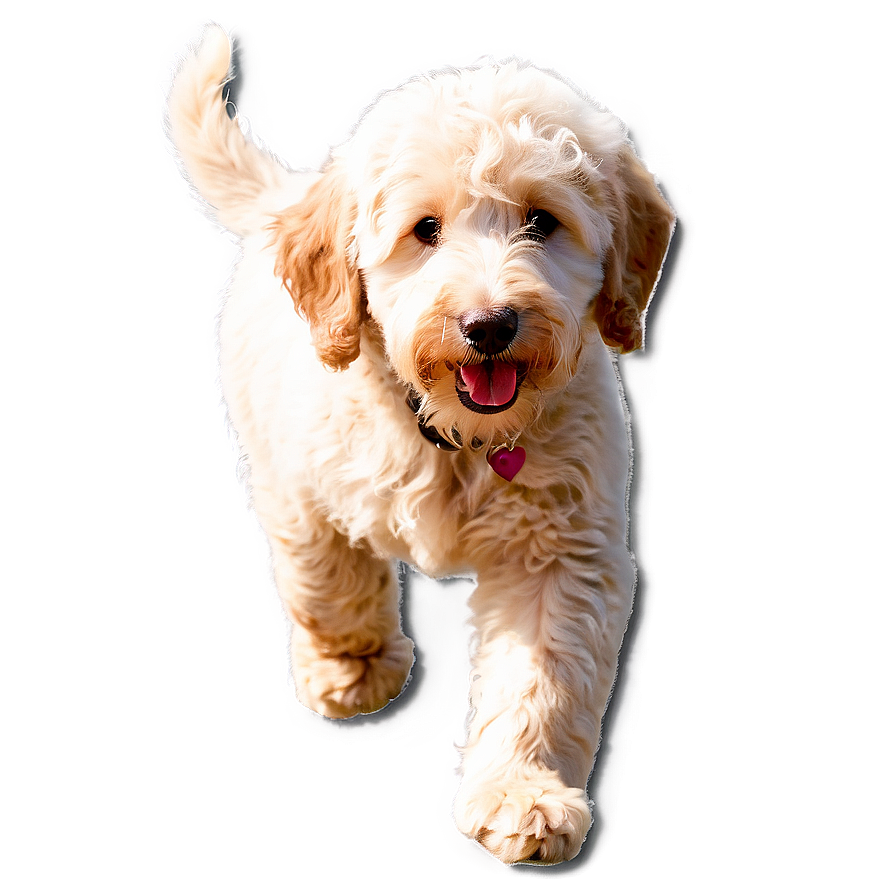 Goldendoodle With Toy Png 06262024