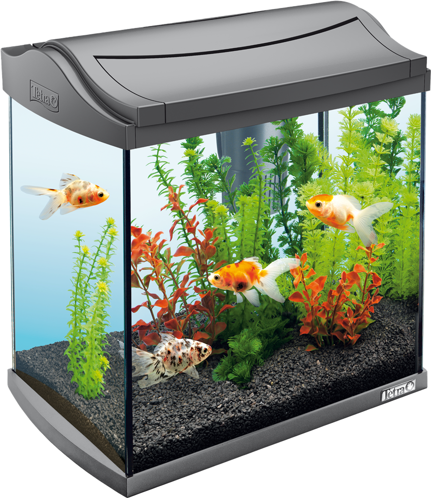 Goldfish Aquarium Setup