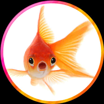 Goldfish Close Up Portrait