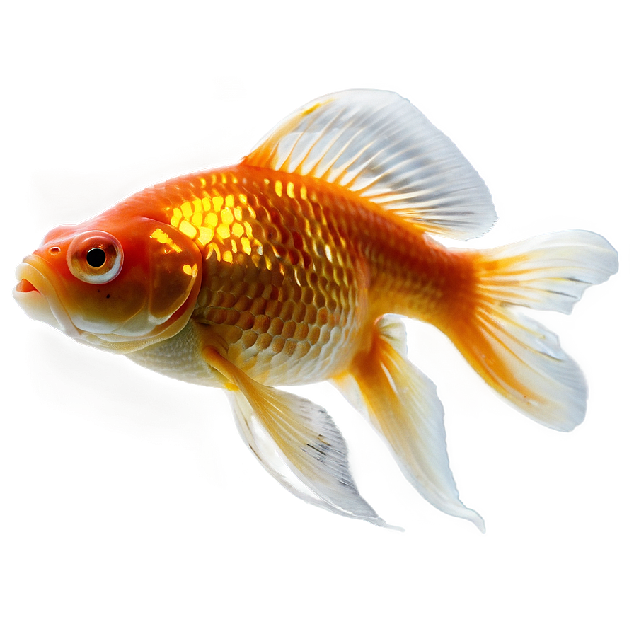 Goldfish Png Ige