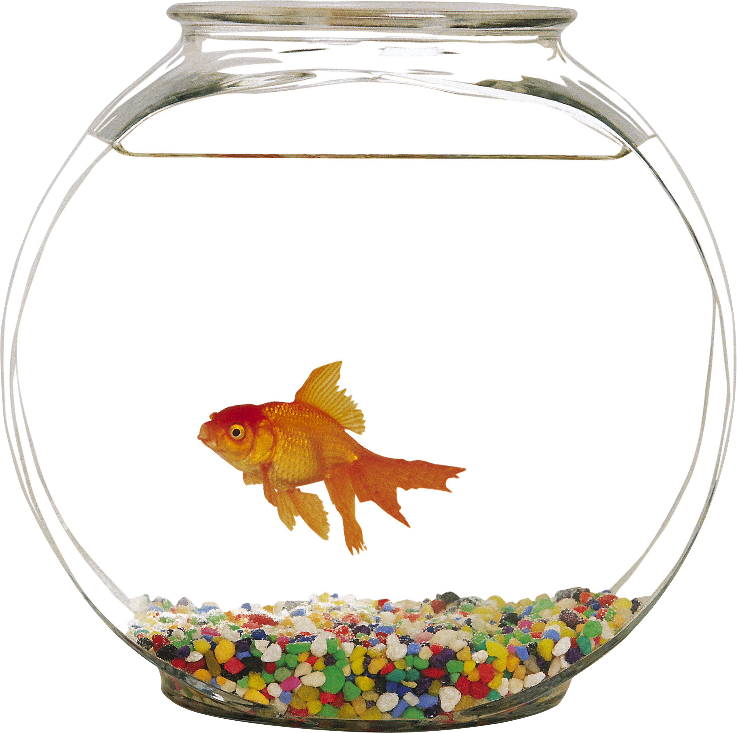 Goldfishin Bowl