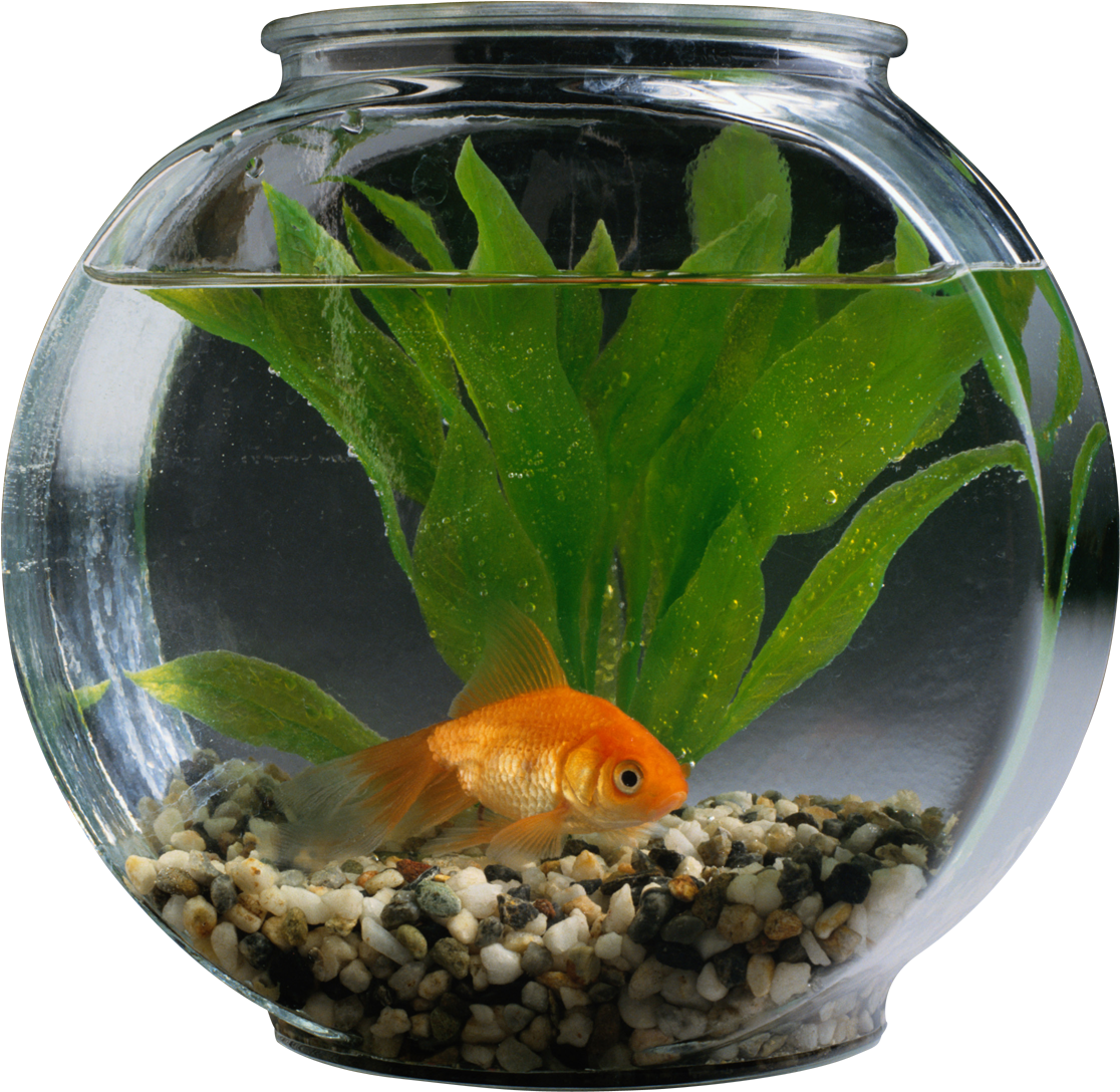 Goldfishin Bowl Aquatic Scene