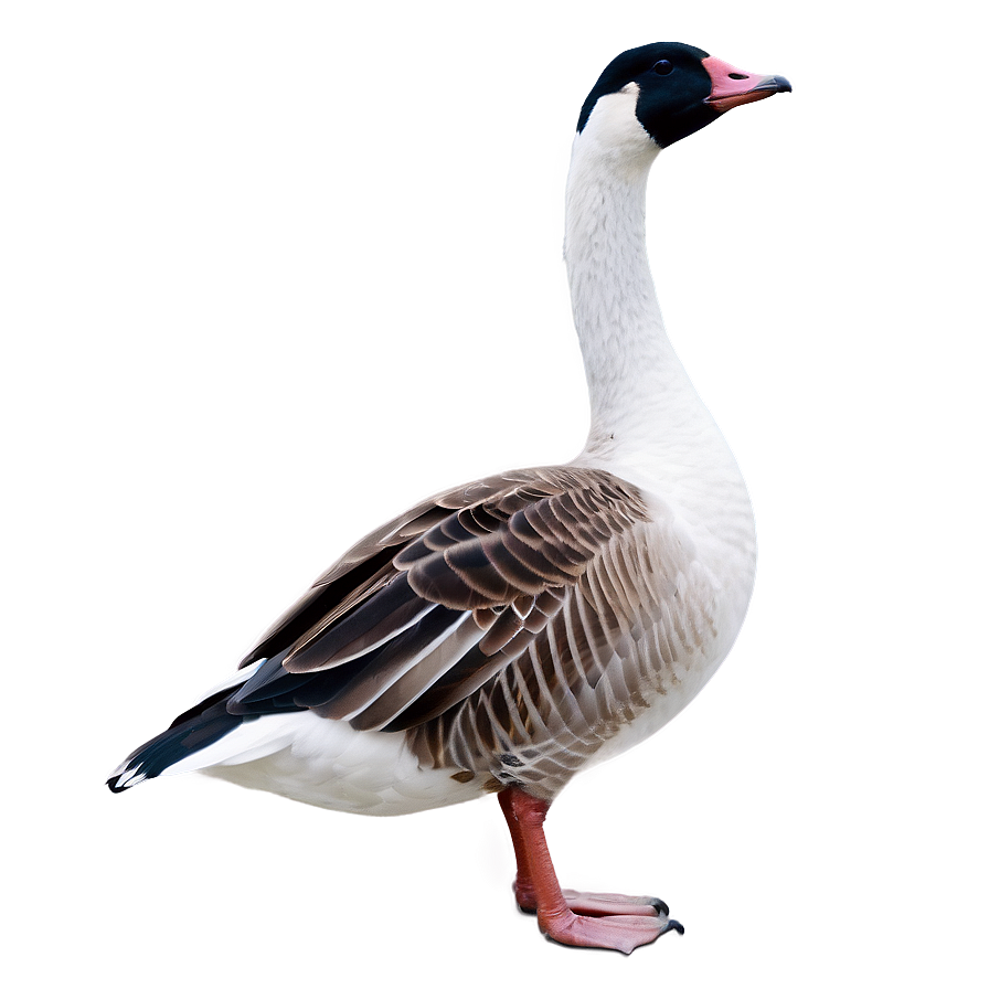 Goose Silhouette Png Axv