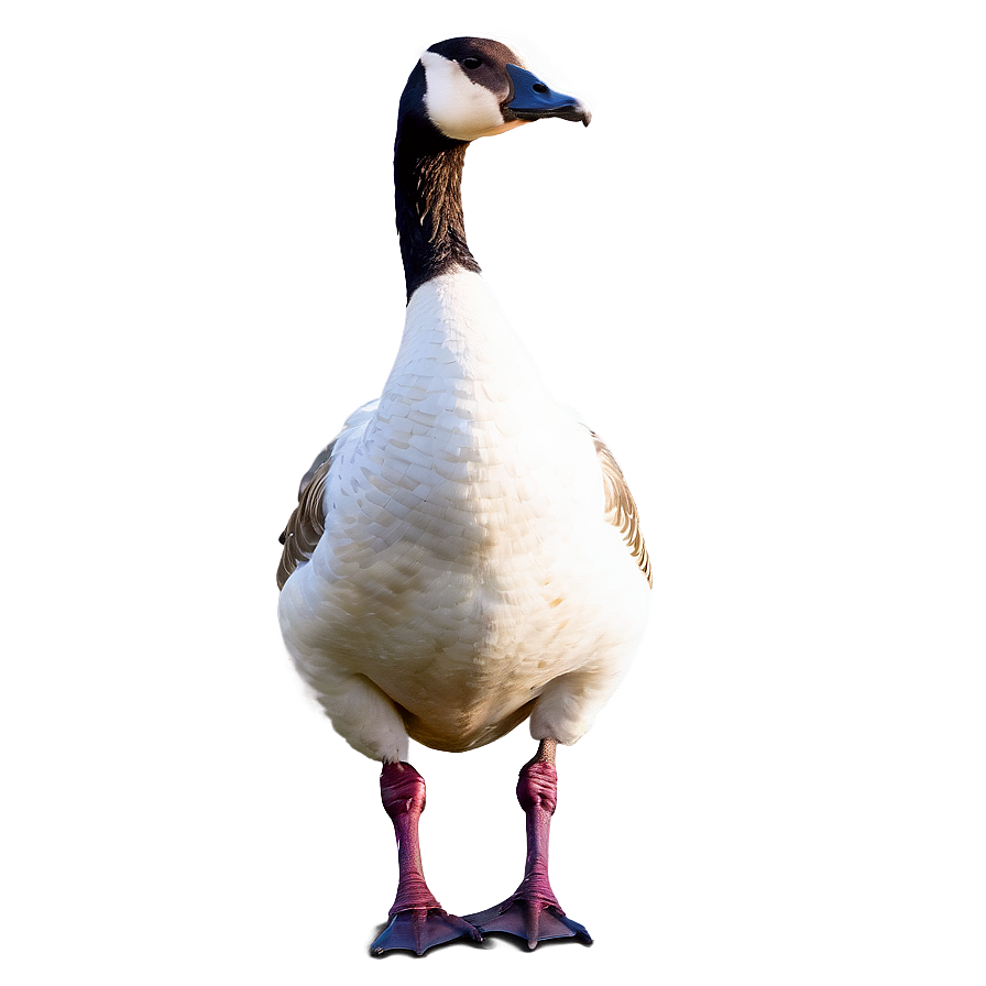 Goose Standing One Leg Png Jcv1