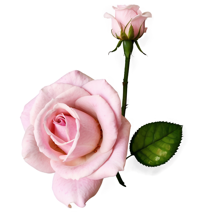 Gorgeous Pink Roses Set Png 06122024