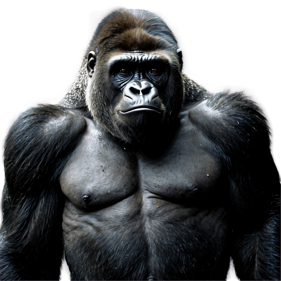 Gorilla Leader Standing Png Wtl