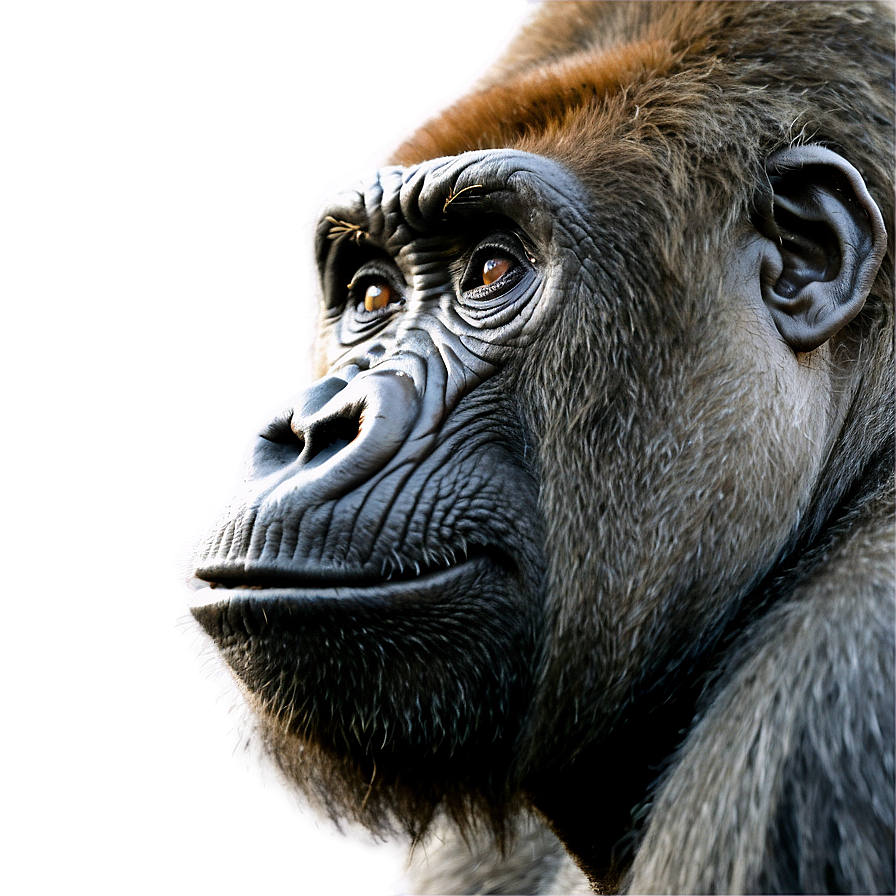 Gorilla Roaring Loudly Png Djv