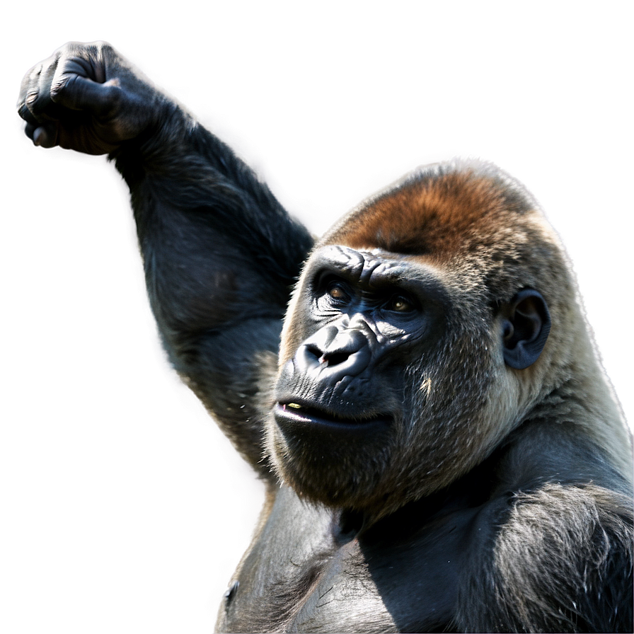 Gorilla Showing Aggression Png 79