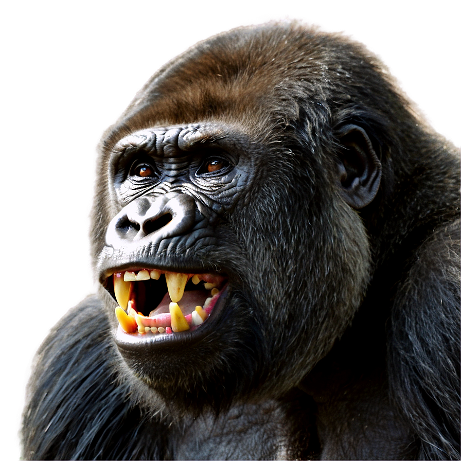 Gorilla Showing Teeth Png Mfe