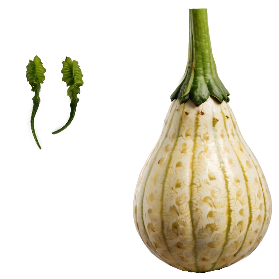 Gourd Plant Png 06292024