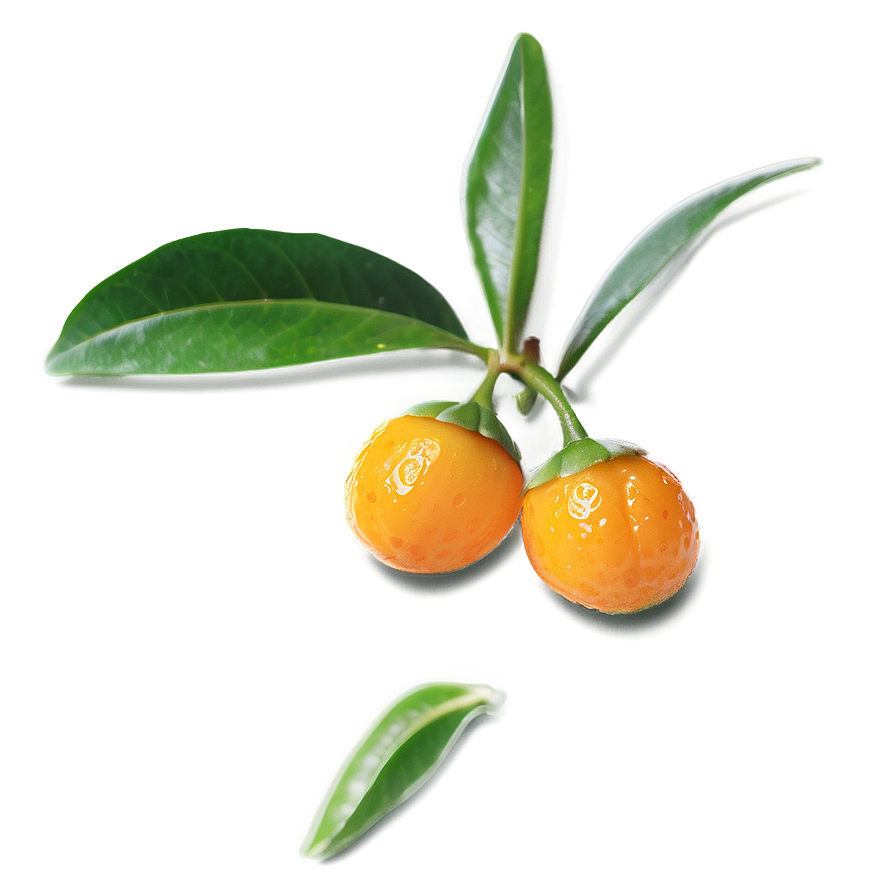 Gourmet Kumquat Png Llw8