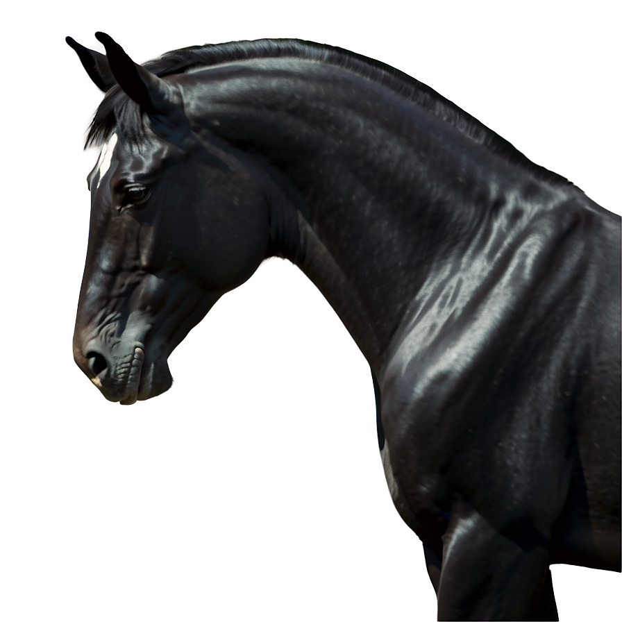 Graceful Black Horse Png 3