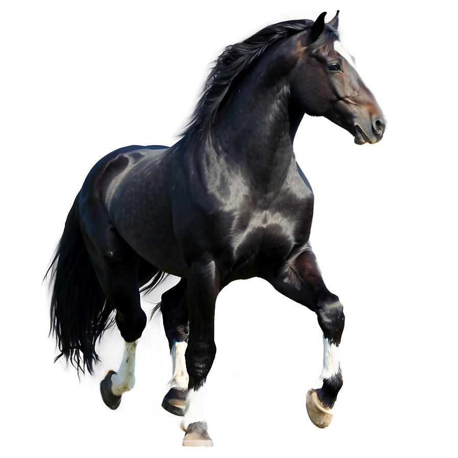 Graceful Black Horse Png Lef