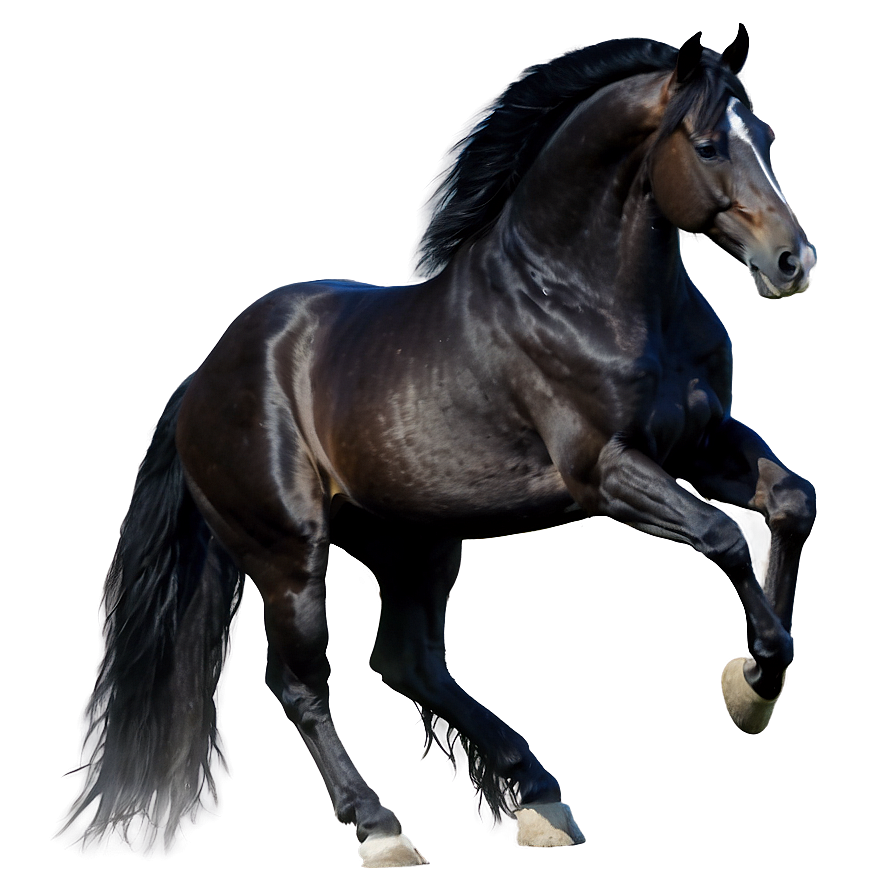 Graceful Black Horse Png Oqy88